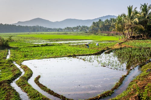 India Landscape Photography Rice paddy fields Palolem Goa India