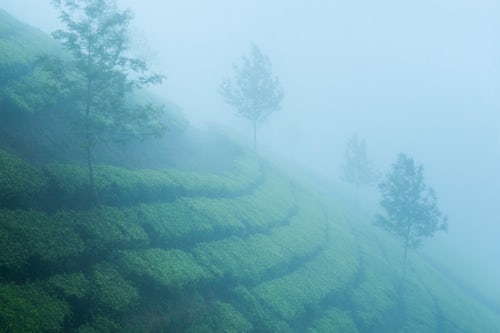 India Landscape Photography Tea plantations in the misty India landscape Munnar Western Ghats Mountains Kerala