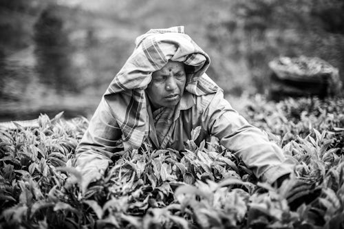 India Travel Street Portraiture Photography Tea pickers picking tea leaves in tea plantations in the mountains landscape at Munnar Western Ghats Mountains Kerala India 2
