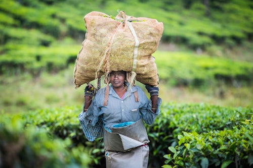 India Travel Street Portraiture Photography Tea pickers picking tea leaves in tea plantations in the mountains landscape at Munnar Western Ghats Mountains Kerala India 3