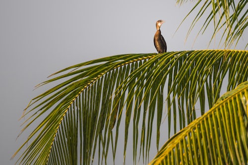 India Wildlife Photography Bird in the backwaters near Alleppey Alappuzha Kerala India