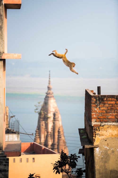 India Wildlife Photography Monkey Varanasi Uttar Pradesh India