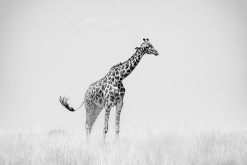 Maasai Mara African Wildlife Photography Prints Limited Edition Fine Art in Kenya Africa 16