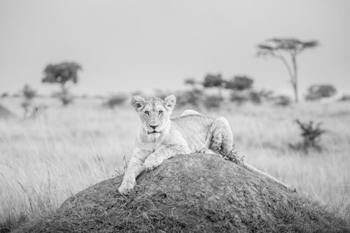 Maasai Mara African Wildlife Photography Prints Limited Edition Fine Art in Kenya Africa 2