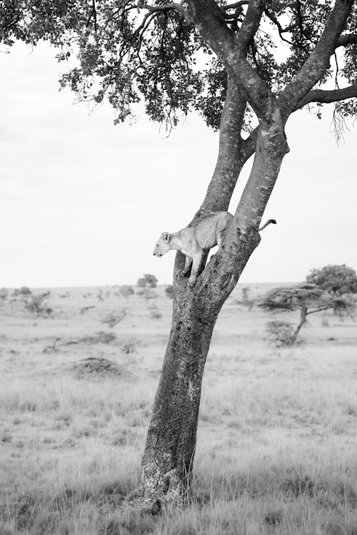 Maasai Mara African Wildlife Photography Prints Limited Edition Fine Art in Kenya Africa 20