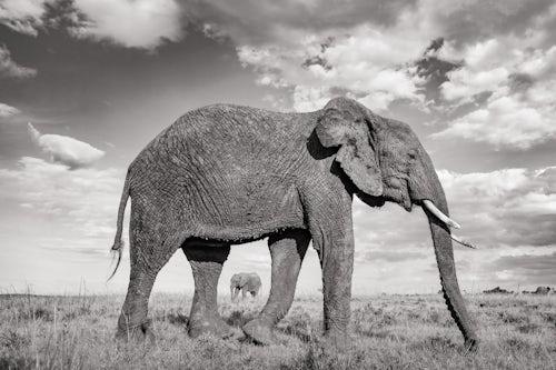 Maasai Mara African Wildlife Photography Prints Limited Edition Fine Art in Kenya Africa 23