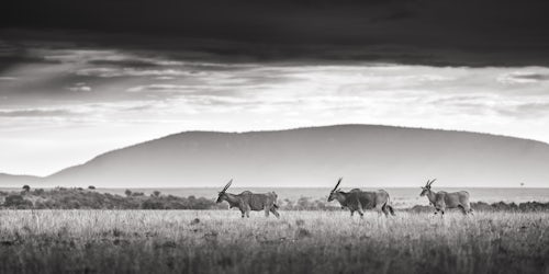 Maasai Mara African Wildlife Photography Prints Limited Edition Fine Art in Kenya Africa 24