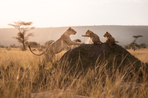 Maasai Mara African Wildlife Photography Prints Limited Edition Fine Art in Kenya Africa