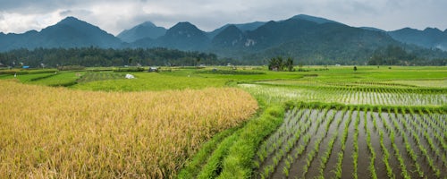Indonesia Landscape Photography Rice paddy fields landscape Bukittinggi West Sumatra Indonesia Asia 2