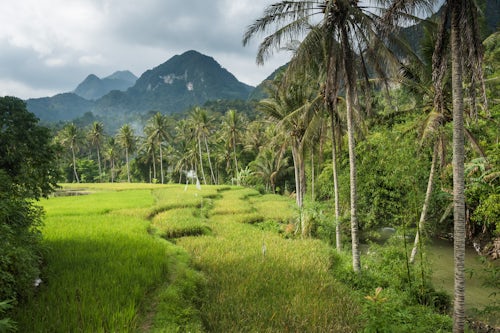 Indonesia Landscape Photography Rice paddy fields landscape Bukittinggi West Sumatra Indonesia Asia