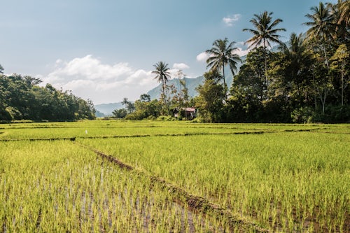 Indonesia Landscape Photography Tropical rice paddy fields and palm tree landscape at Lake Toba Danau Toba North Sumatra Indonesia Asia background with copy space