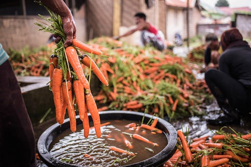 Indonesia Travel Photography Carrot farm in Bukittinggi West Sumatra Indonesia Asia