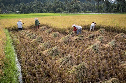 Indonesia Travel Photography Farmers working in a rice paddy field Bukittinggi West Sumatra Indonesia Asia