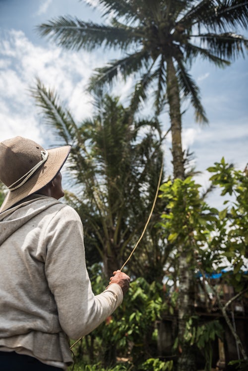 Indonesia Travel Photography Man collecting coconuts using a trained monkey Bukittinggi West Sumatra Indonesia Asia