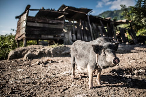 Indonesia Travel Photography Pigs in a village at Lake Toba Danau Toba North Sumatra Indonesia Asia