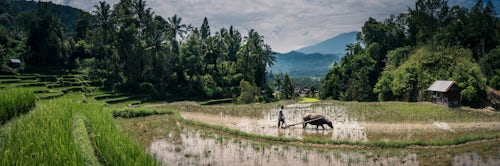 Indonesia Travel Photography Ploughing rice paddy fields with Water Buffalo near Bukittinggi West Sumatra Indonesia Asia 2