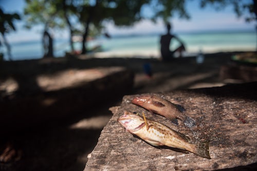 Indonesia Travel Photography Snapper laid out in the caught while fishing from Marak Island a deserted tropical island near Padang in West Sumatra Indonesia Asia