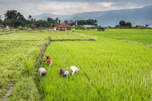 Indonesia Travel Photography Women working in rice paddy fields at Lake Toba Danau Toba North Sumatra Indonesia Asia