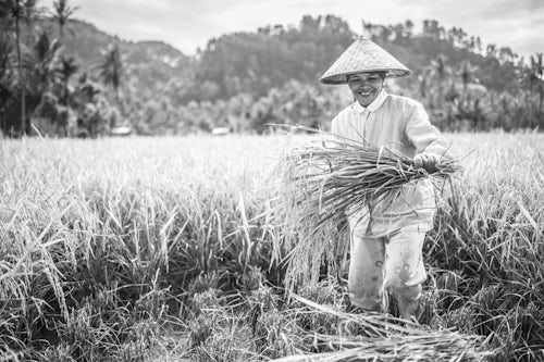 Indonesia Travel Portrait Photography Farmers working in a rice paddy field Bukittinggi West Sumatra Indonesia Asia 2