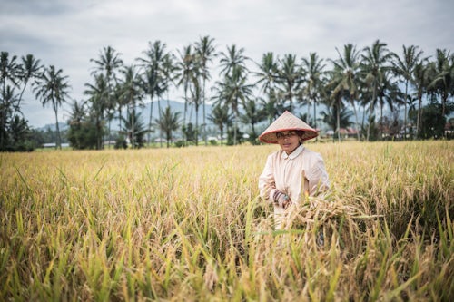 Indonesia Travel Portrait Photography Farmers working in a rice paddy field Bukittinggi West Sumatra Indonesia Asia