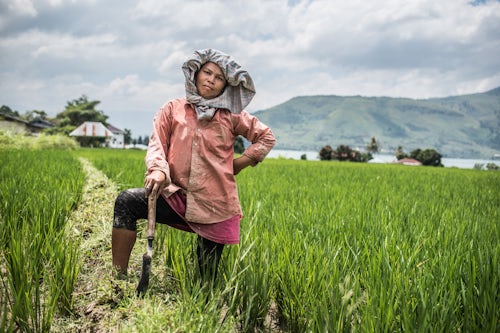 Indonesia Travel Portrait Photography Female farmer working in a rice paddy field at Lake Toba Danau Toba North Sumatra Indonesia Asia