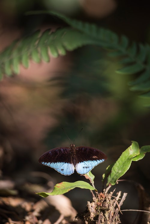 Indonesia Wildlife Photography Butterfly in the rainforest of Gunung Leuser National Park Bukit Lawang North Sumatra Indonesia Asia background with copy space