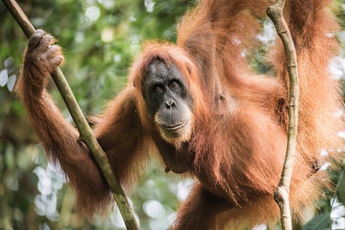 Indonesia Wildlife Photography Female Orangutan Pongo Abelii in the jungle near Bukit Lawang Gunung Leuser National Park North Sumatra Indonesia Asia