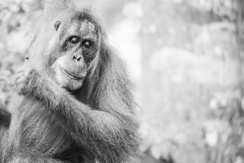 Indonesia Wildlife Photography Female Orangutan Pongo Abelii in the rainforest near Bukit Lawang Gunung Leuser National Park North Sumatra Indonesia Asia