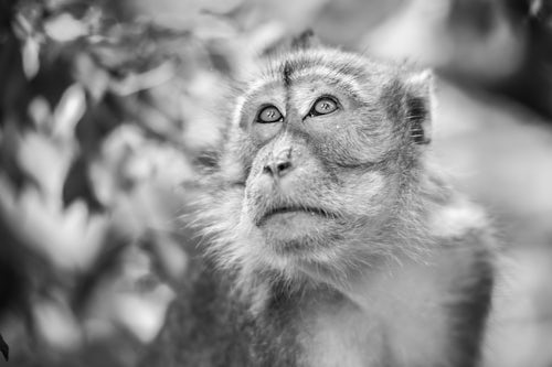 Indonesia Wildlife Photography Long Tailed Macaque Macaca Fascicularis in the jungle at Bukit Lawang Gunung Leuser National Park North Sumatra Indonesia Asia 2