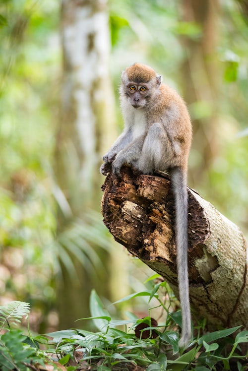 Indonesia Wildlife Photography Long Tailed Macaque Macaca Fascicularis in the jungle at Bukit Lawang Gunung Leuser National Park North Sumatra Indonesia Asia