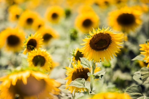 Italy Landscape Photography Sunflowers in a field near Rome Italy