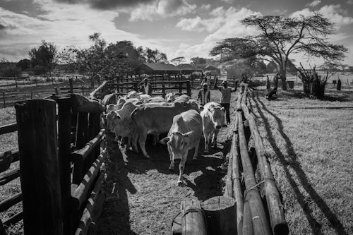 Kenya Documentary Travel Photography Cattle farming at Mogwooni Ranch Laikipia County Kenya 2