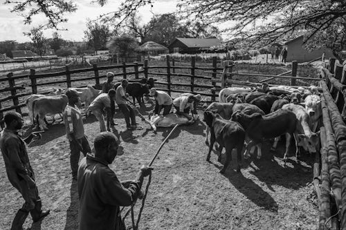 Kenya Documentary Travel Photography Cattle farming at Mogwooni Ranch Laikipia County Kenya 3