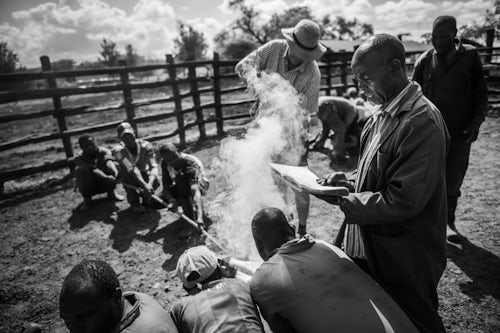 Kenya Documentary Travel Photography Cattle farming at Mogwooni Ranch Laikipia County Kenya 6