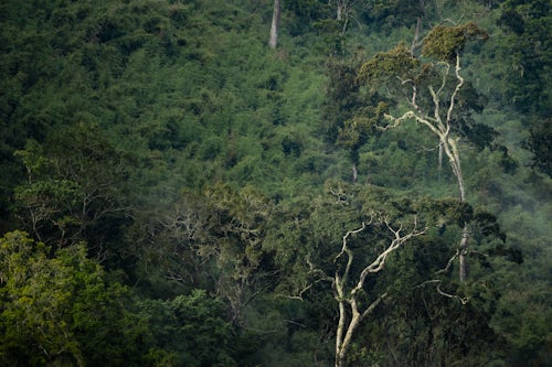 Kenya Landscape Photography Rainforest landscape in Aberdare National Park Kenya
