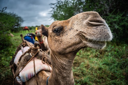 Kenya Travel Photography Camel safari at Sosian Ranch Laikipia County Kenya