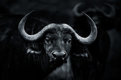 Kenya Wildlife Photography African Buffalo Syncerus caffer aka Cape Buffalo at El Karama Ranch Laikipia County Kenya 3