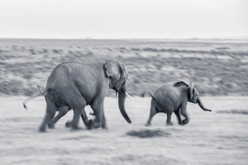 Kenya Wildlife Photography African Elephant Loxodonta Africana at El Karama Ranch Laikipia County Kenya