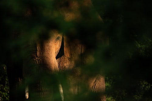 Kenya Wildlife Photography African Elephant Loxodonta africana at Sosian Ranch Laikipia County Kenya 2