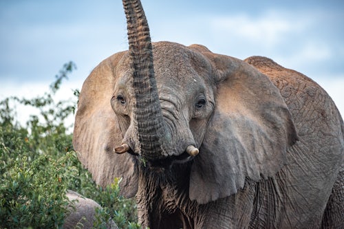 Kenya Wildlife Photography African Elephant Loxodonta africana at Sosian Ranch Laikipia County Kenya