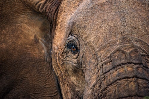 Kenya Wildlife Photography African Elephant Loxodonta africana close up detail of the eye on an african wildlife safari vacation in Kenya Africa