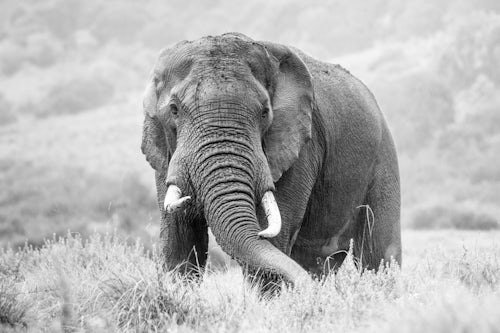 Kenya Wildlife Photography African Elephant Loxodonta africana in Aberdare National Park Kenya 2
