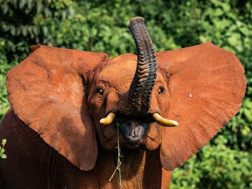 Kenya Wildlife Photography African Elephant Loxodonta africana in Aberdare National Park Kenya 3