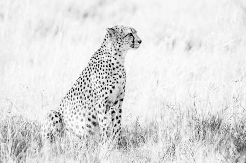 Kenya Wildlife Photography Cheetah Acinonyx jubatus at El Karama Ranch Laikipia County Kenya 2