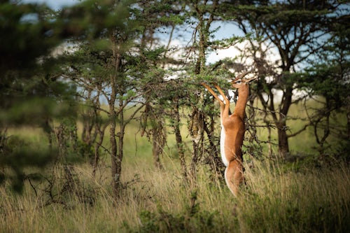 Kenya Wildlife Photography Gerenuk Litocranius walleri at El Karama Ranch Laikipia County Kenya
