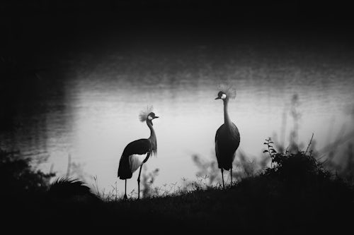 Kenya Wildlife Photography Grey Crowned Crane Balearica regulorum at El Karama Ranch Laikipia County Kenya