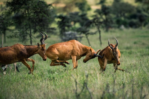 Kenya Wildlife Photography Hartebeest Alcelaphus buselaphus aka Kongoni at El Karama Ranch Laikipia County Kenya 2