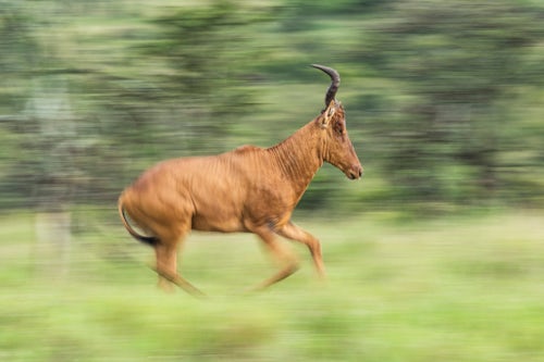 Kenya Wildlife Photography Hartebeest Alcelaphus buselaphus aka Kongoni at El Karama Ranch Laikipia County Kenya 3