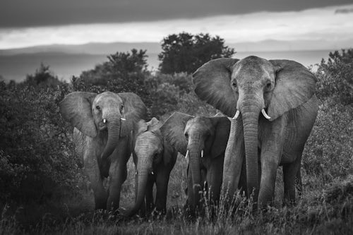 Kenya Wildlife Photography Herd of African Elephant Loxodonta africana at Sosian Ranch Laikipia County Kenya