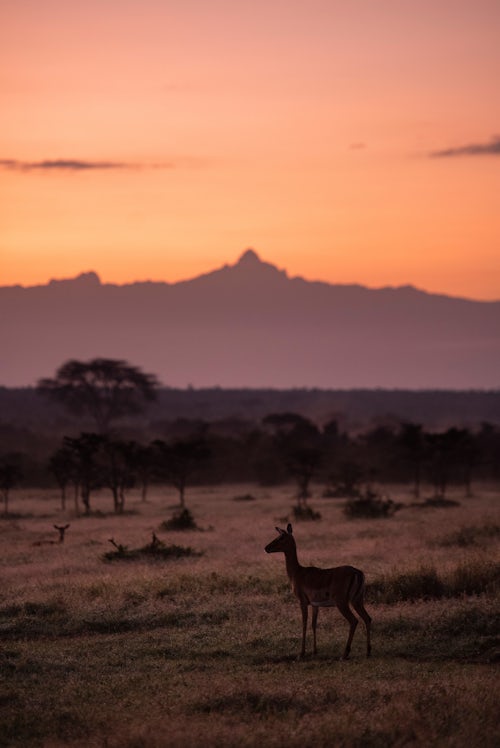 Kenya Wildlife Photography Impala and Mount Kenya at sunrise at El Karama Ranch Laikipia County Kenya